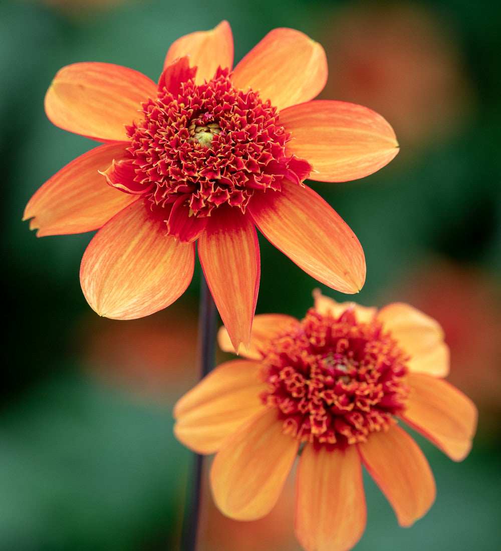 Dahlia 'Josie'