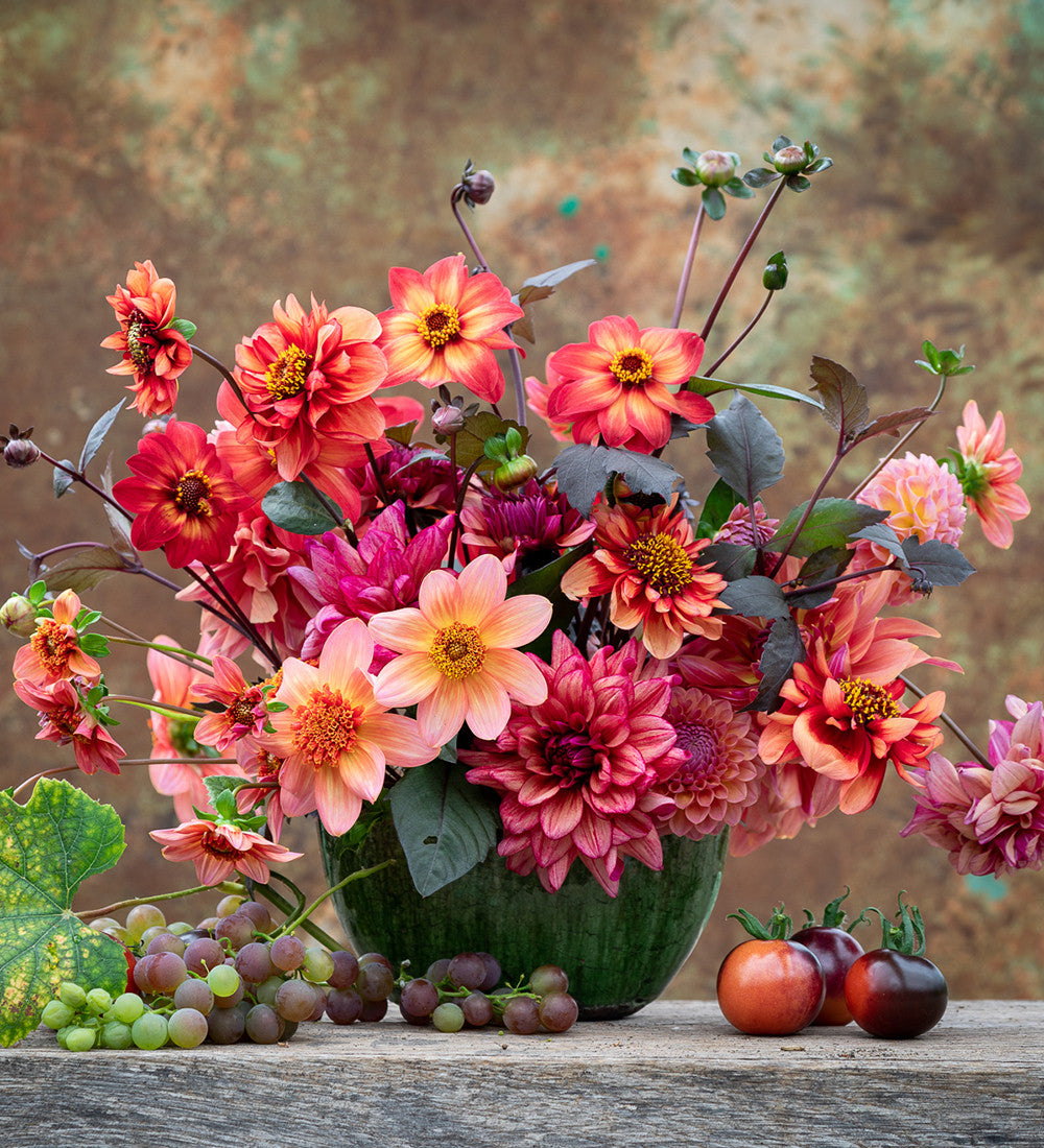 Dahlia 'Molly Raven'
