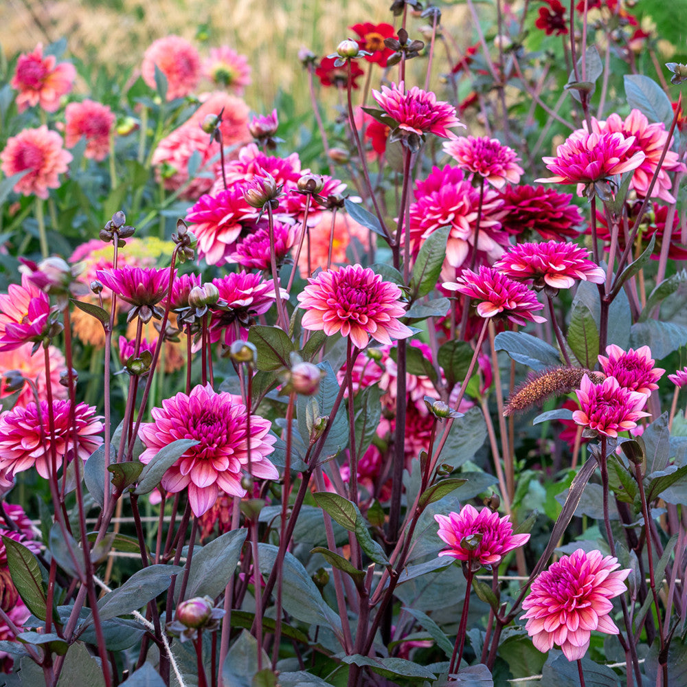 Dahlia 'Molly Raven'