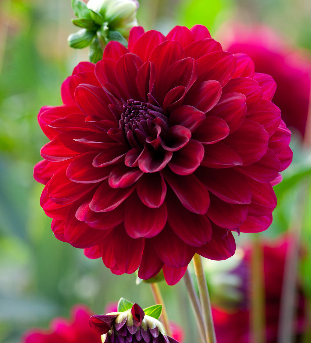 Dahlia 'Karma Naomi'