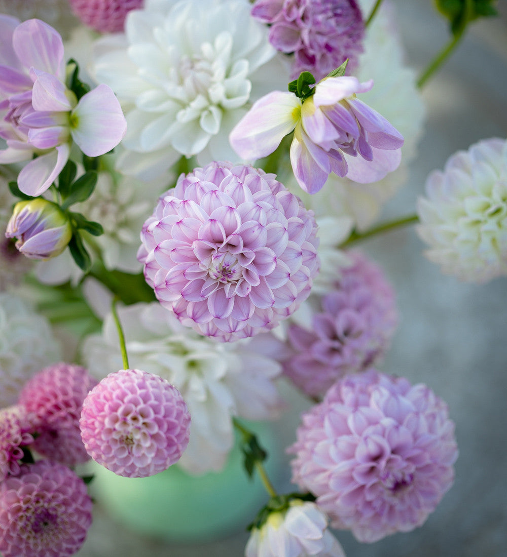 Dahlia 'Porcelain'