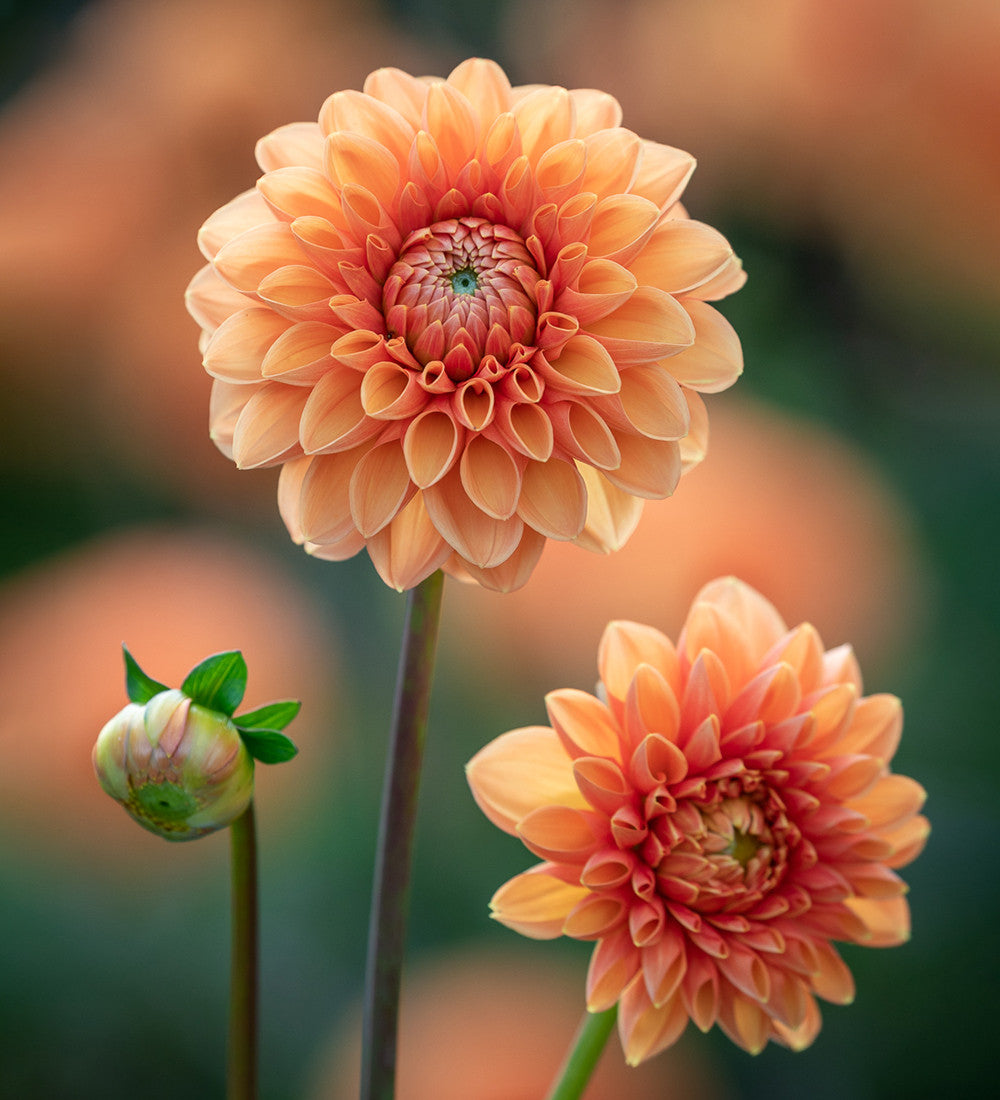Dahlia 'Sylvia'