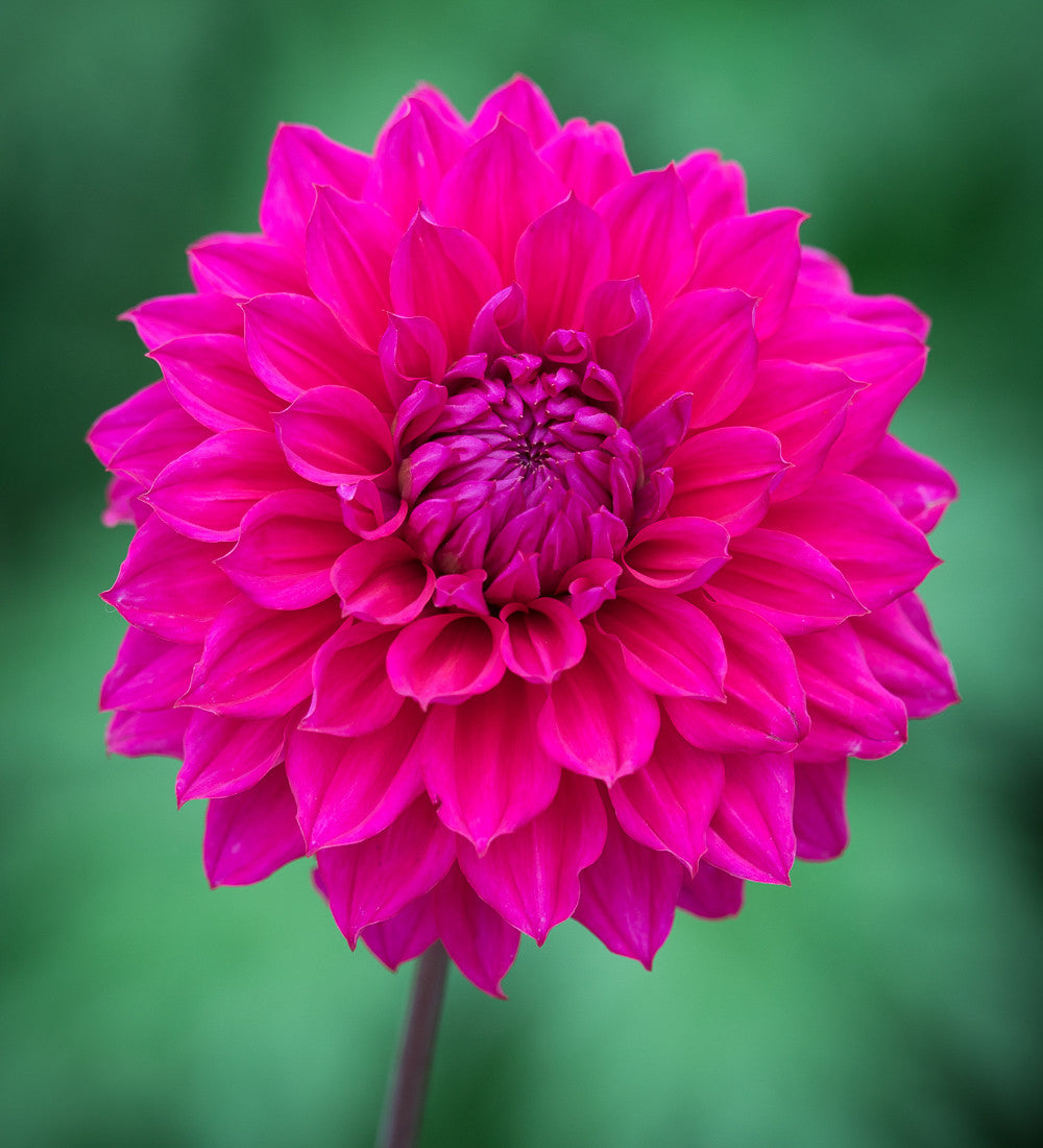 Dahlia 'Engelhardts Matador'