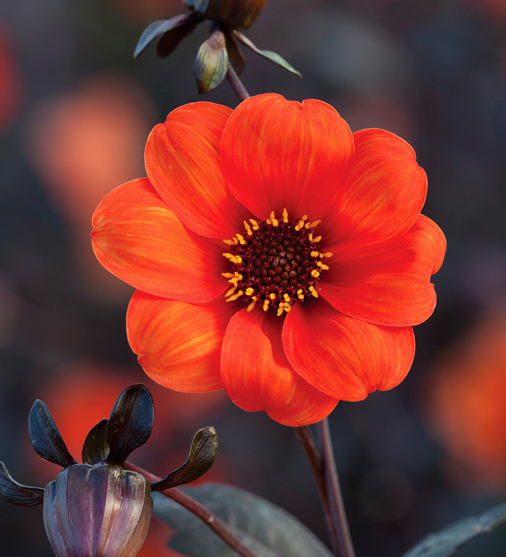 Dahlia 'Bishop of Oxford'