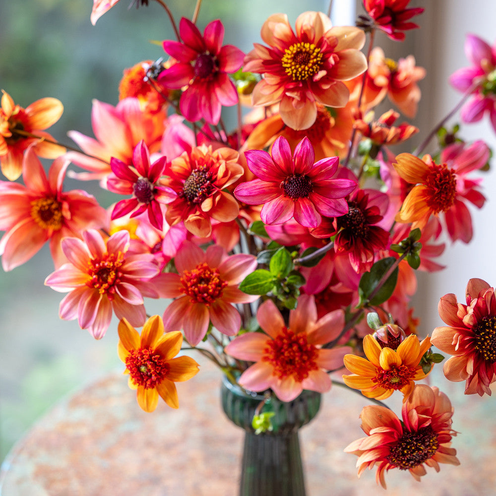 Persian Carpet Dahlia Collection