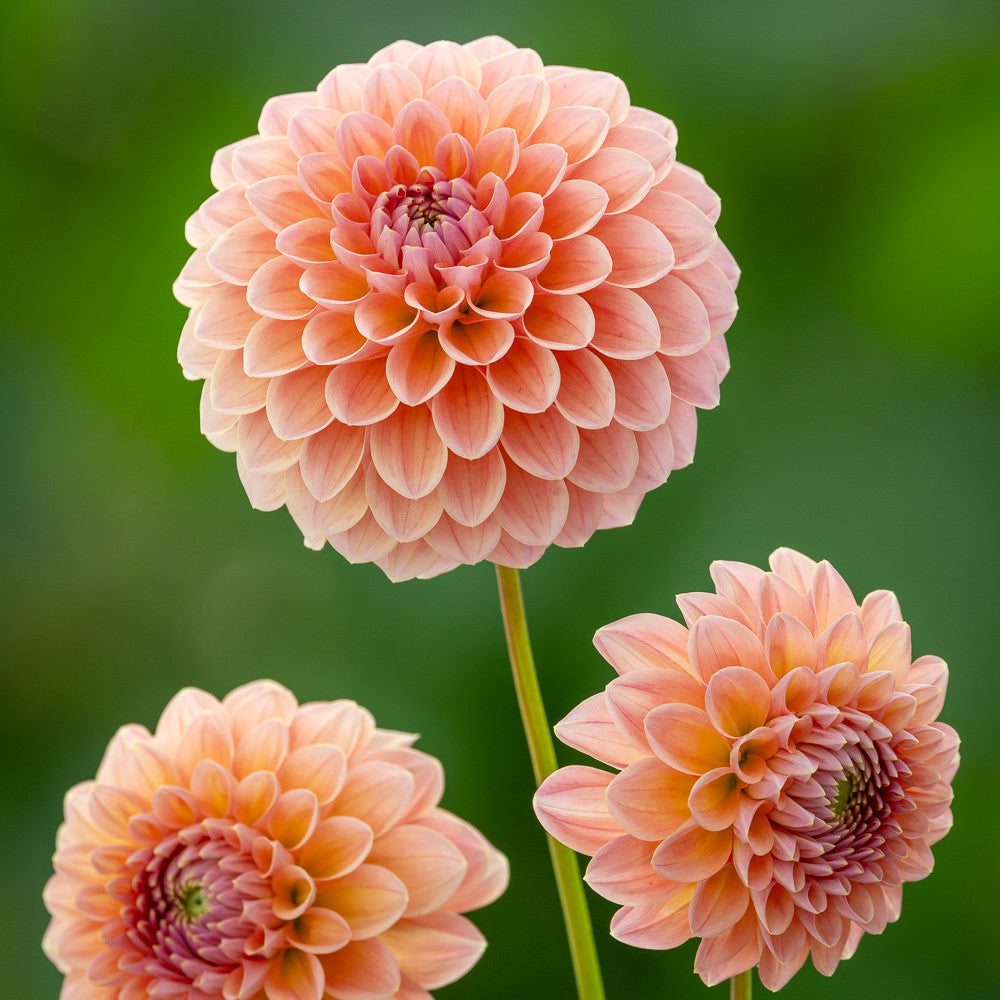 Dahlia 'Natalie G'
