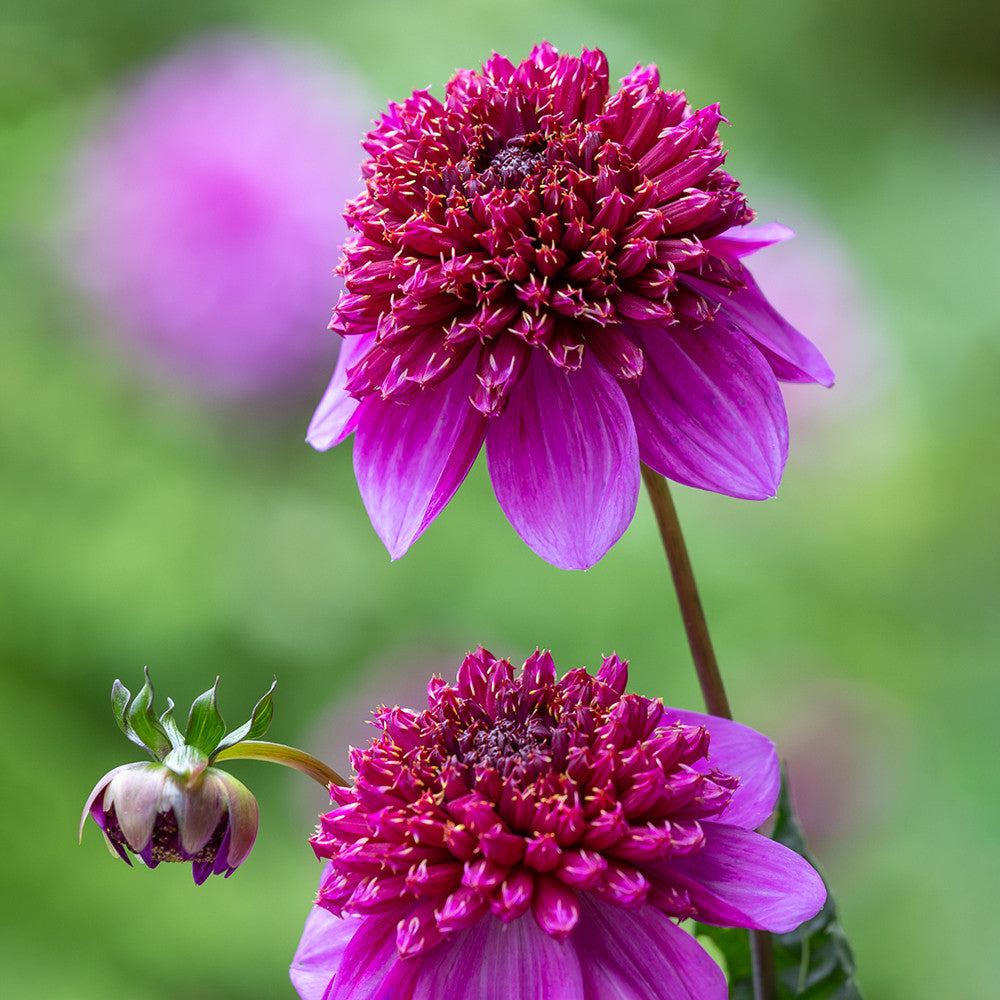Dahlia 'Abigail'