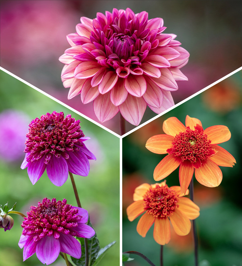 Sarah Raven Exclusive Dahlias for Pots Collection