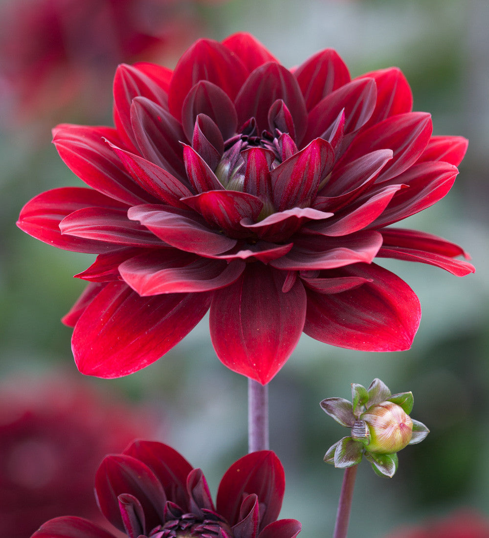 Sarah's Best for Borders Dahlia Collection