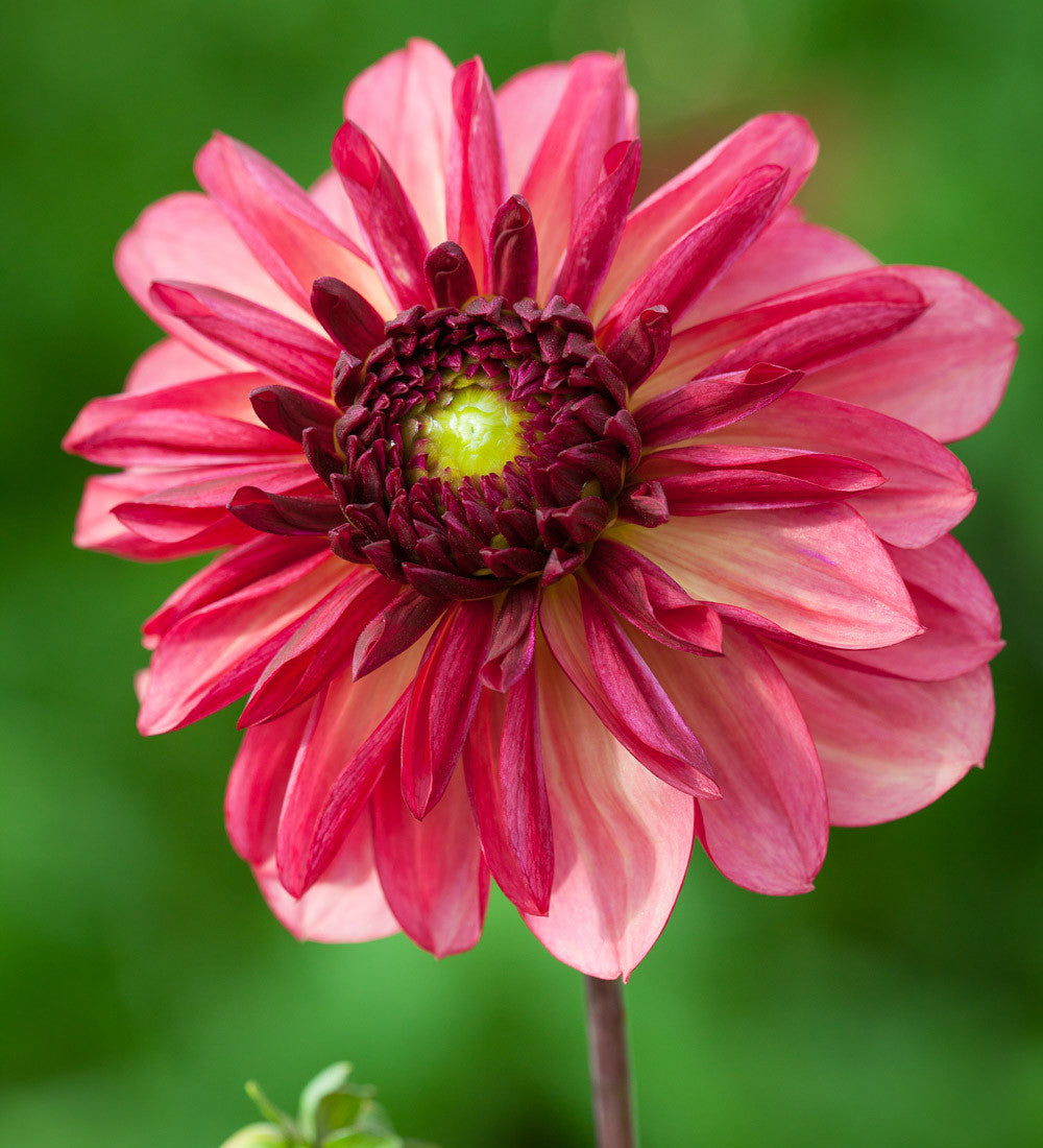 Sarah's Best for Borders Dahlia Collection