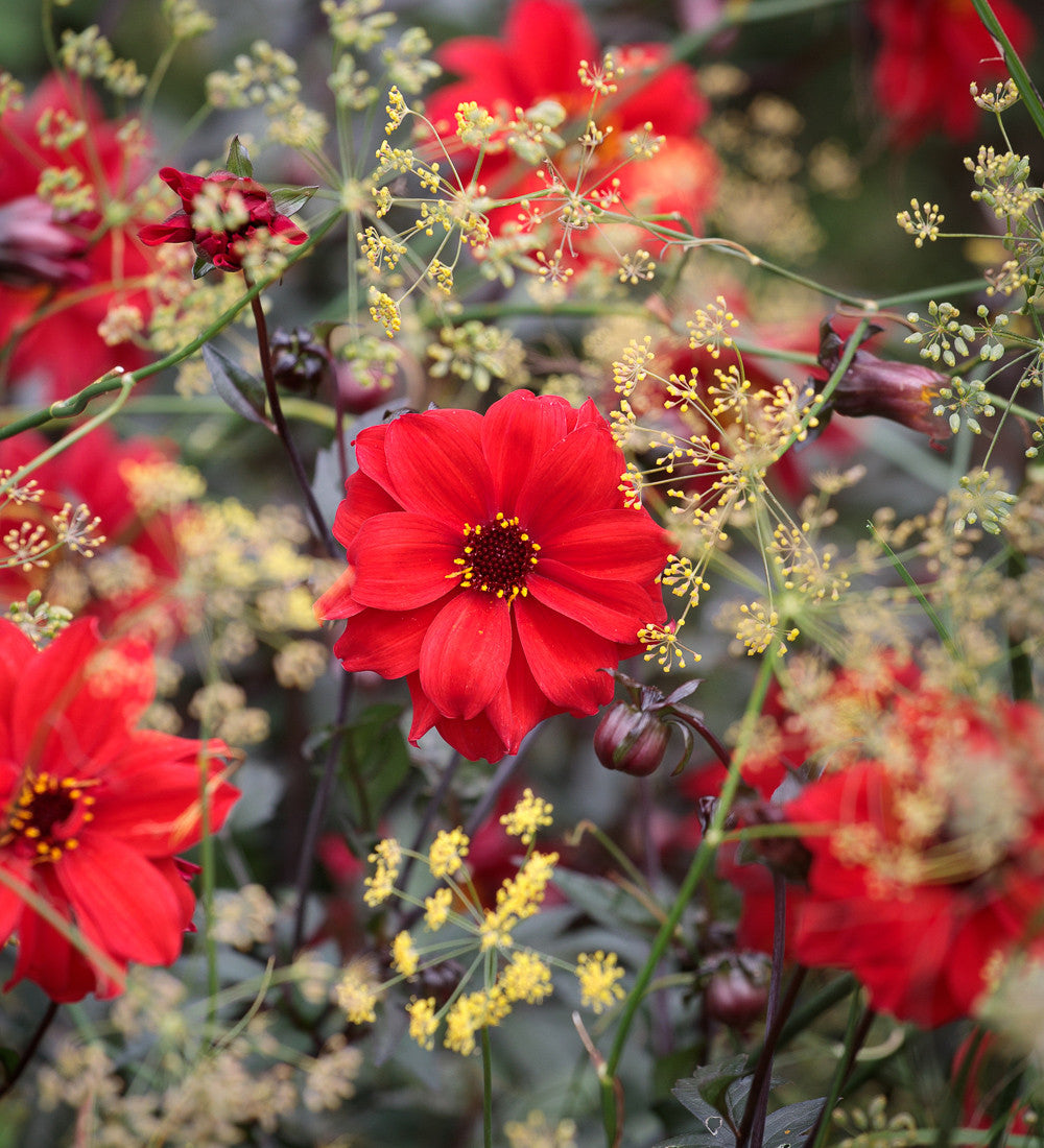 Sarah's Best for Borders Dahlia Collection