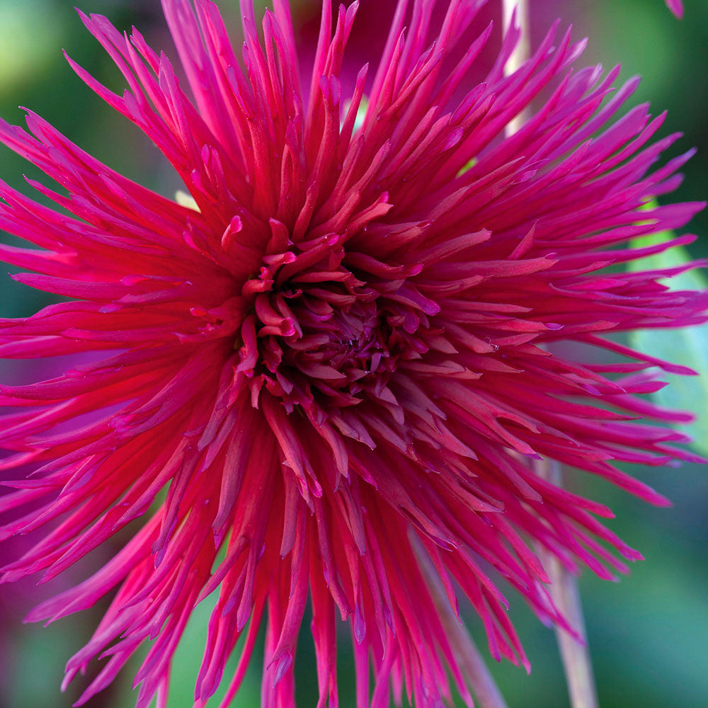 Sarah's Best for Borders Dahlia Collection