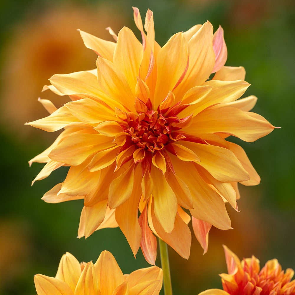 Dahlia 'French Cancan'