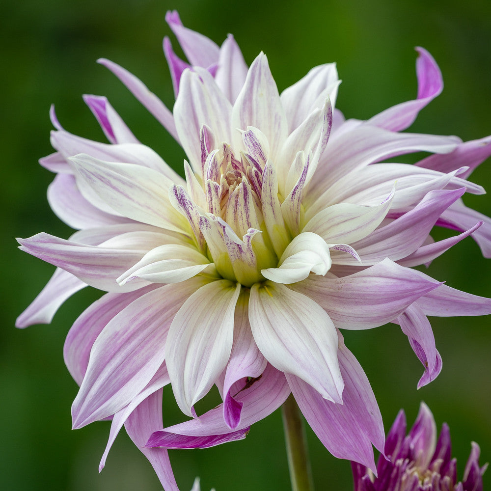 Dahlia 'Labyrinth Two Tone'