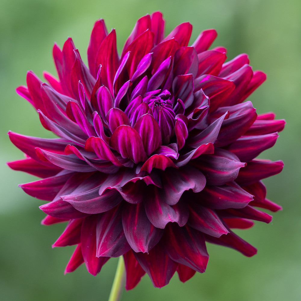Perfect Balance Dahlia Collection