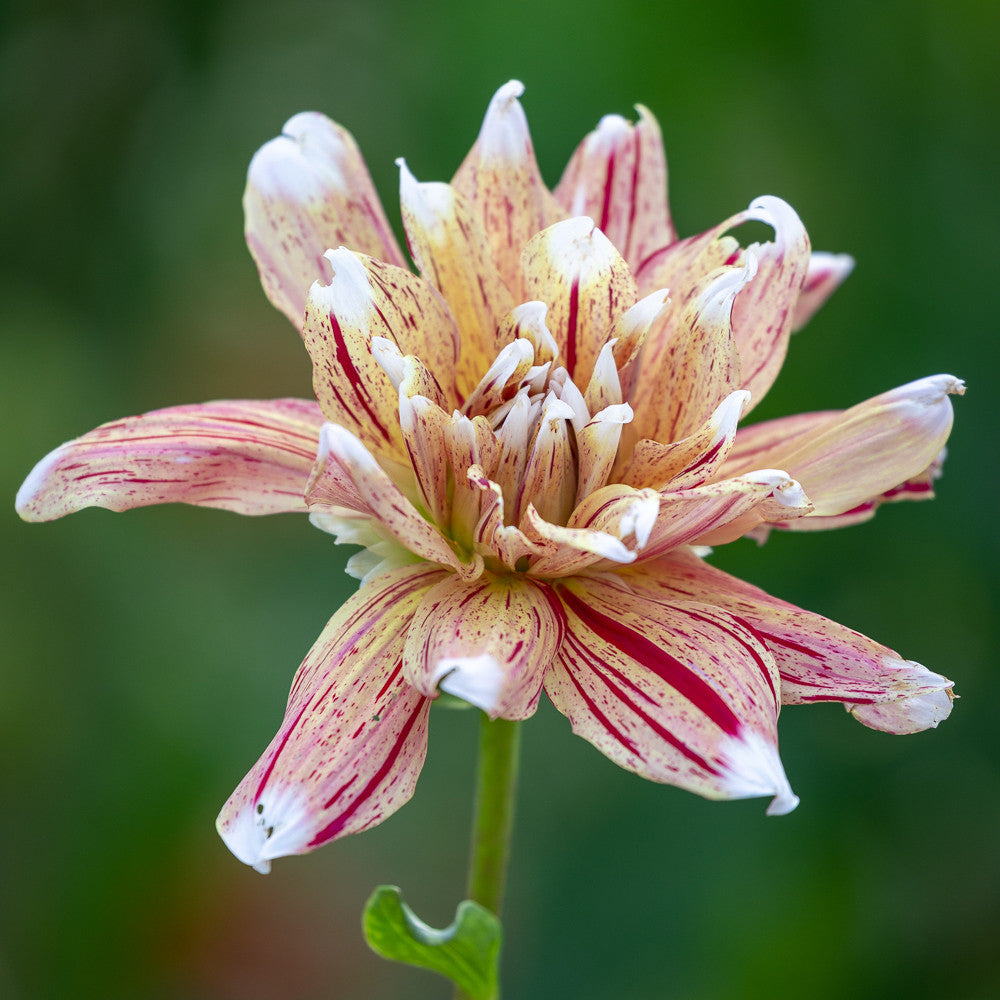 Peach Bellini Dahlia Collection