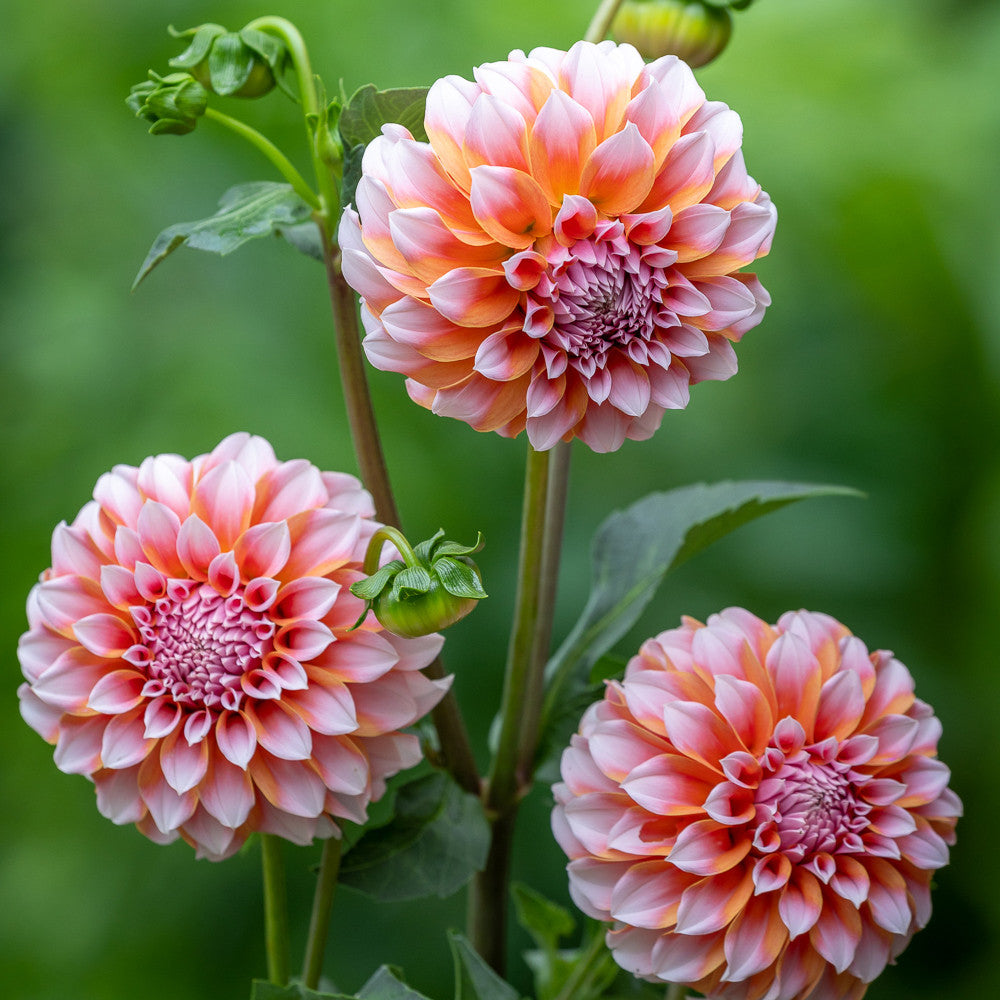Peach Bellini Dahlia Collection
