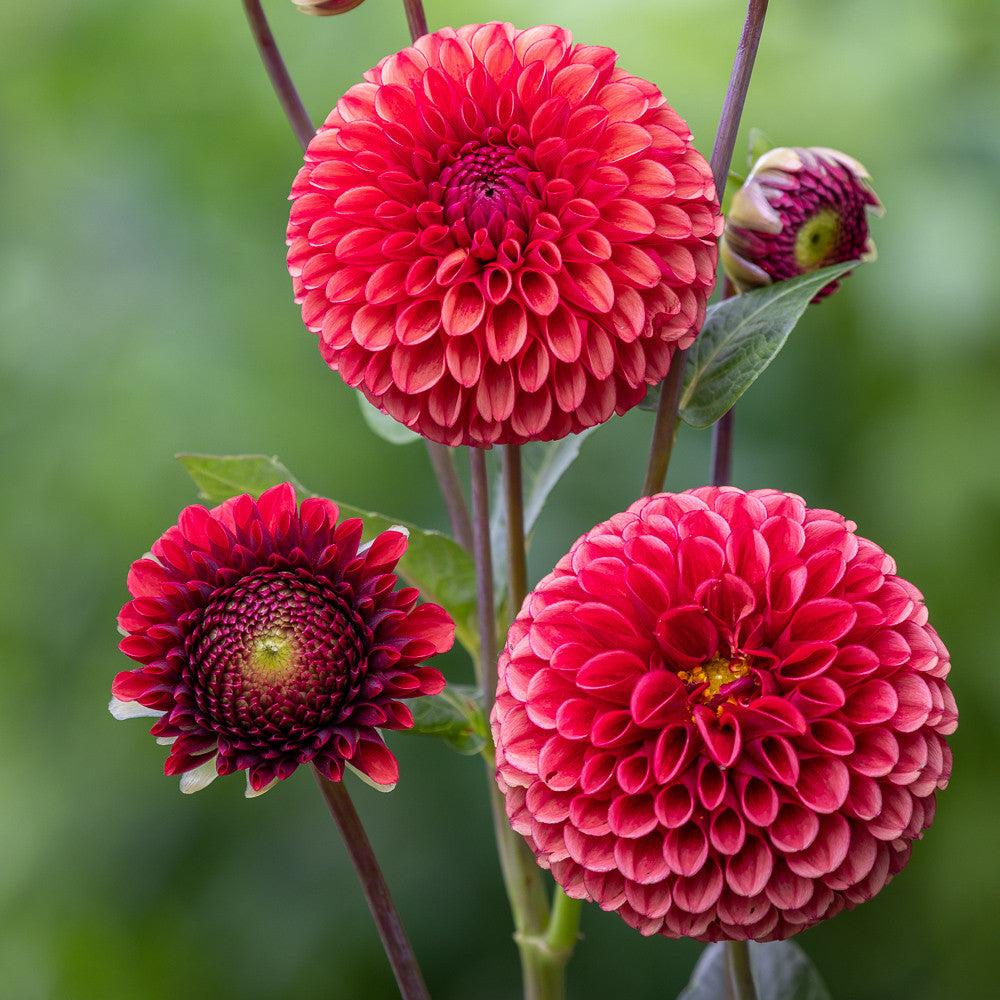 Dahlia 'Copper Boy'
