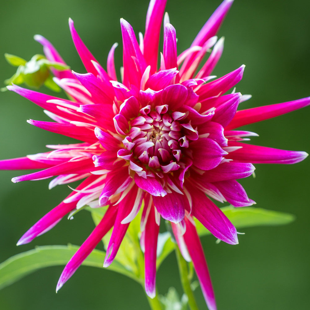 Dahlia 'Samourai'