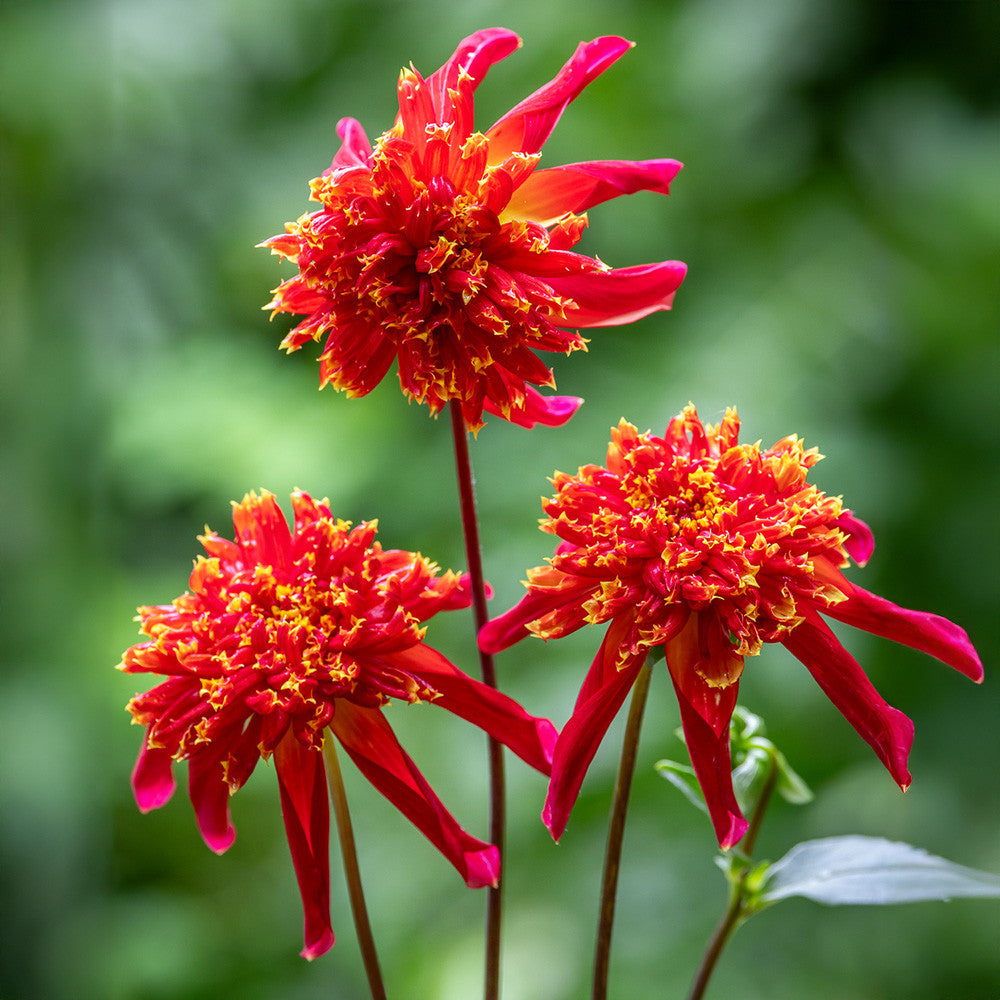 Dahlia 'Octopus Sparkle'