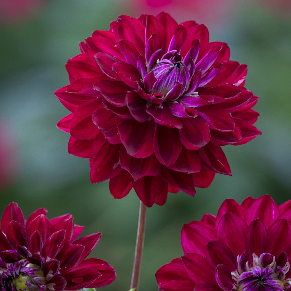 Dahlia 'King Arthur'