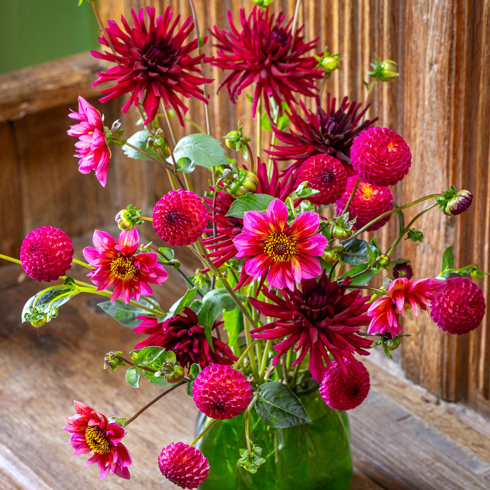 Josie's Dahlia Collection