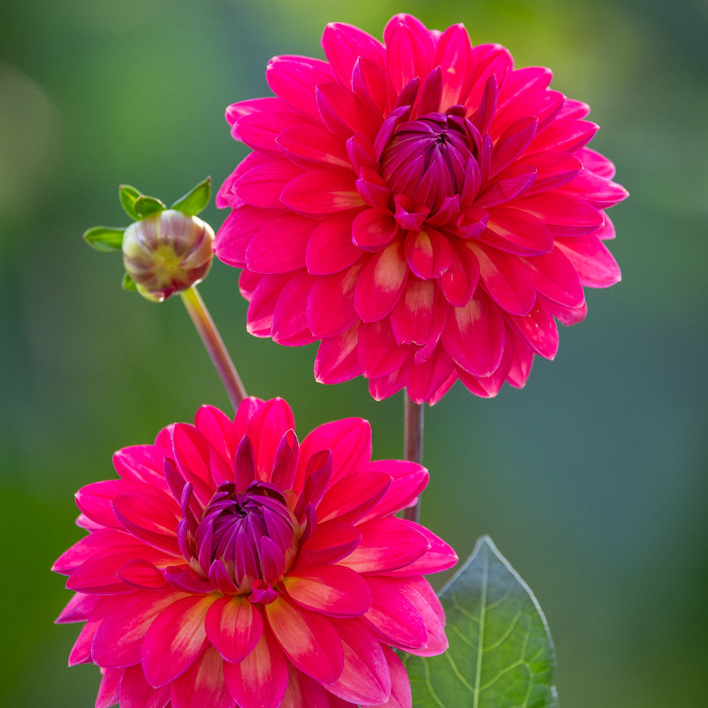 Dahlia 'Ellen Nauta'