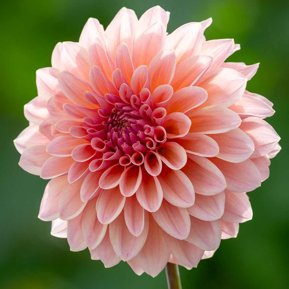 Dahlia 'Beauty Queen'
