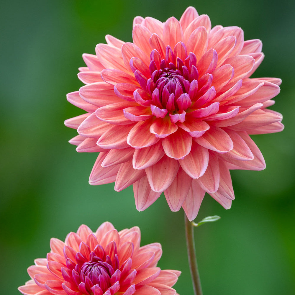 Dahlia 'Dutch Pearl'