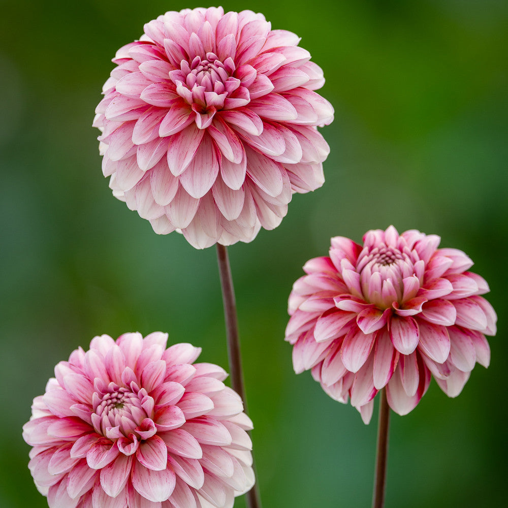 Dahlia 'Strawberry Cream'