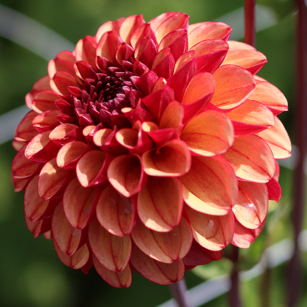 Dahlia 'High Fidelity'