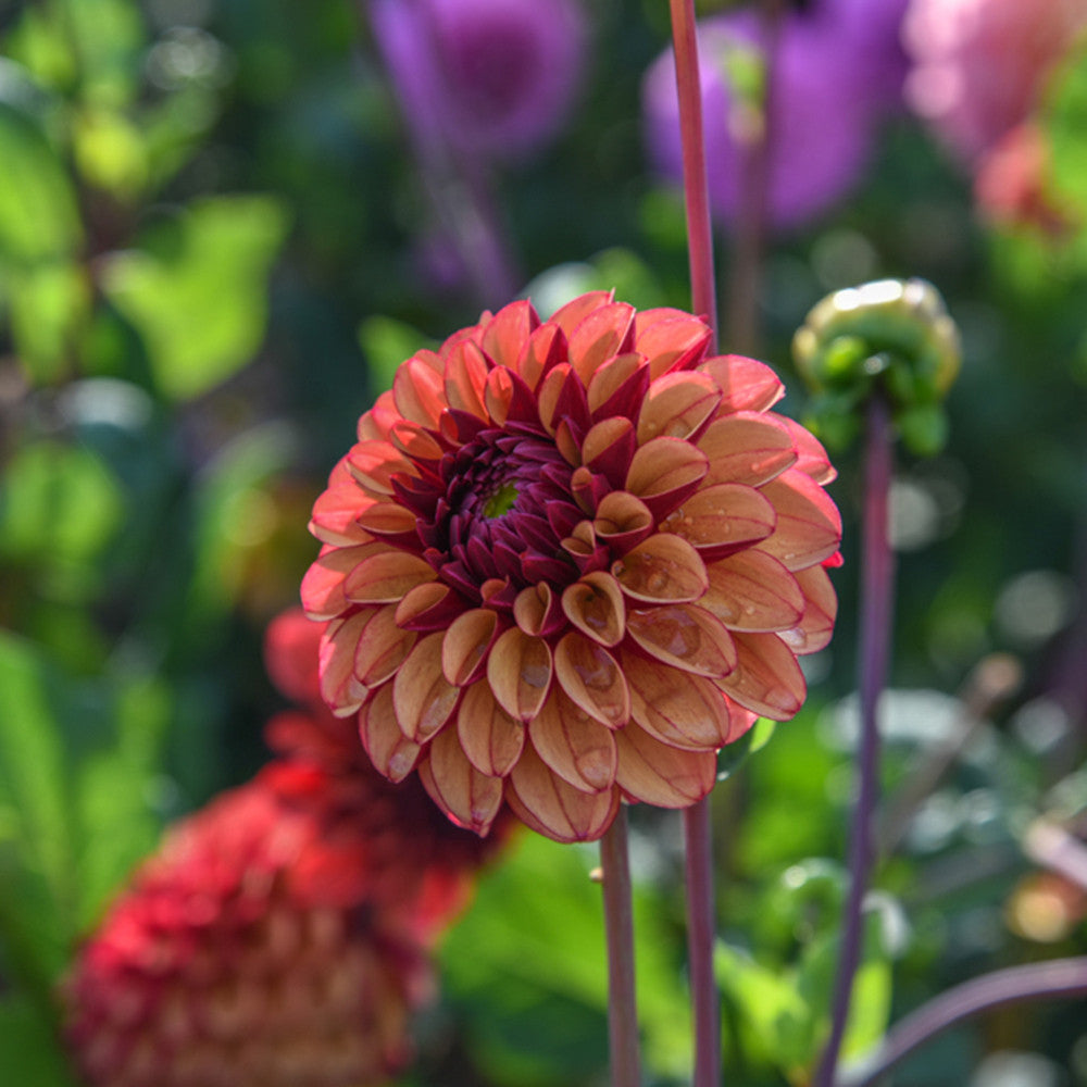 Dahlia 'High Fidelity'