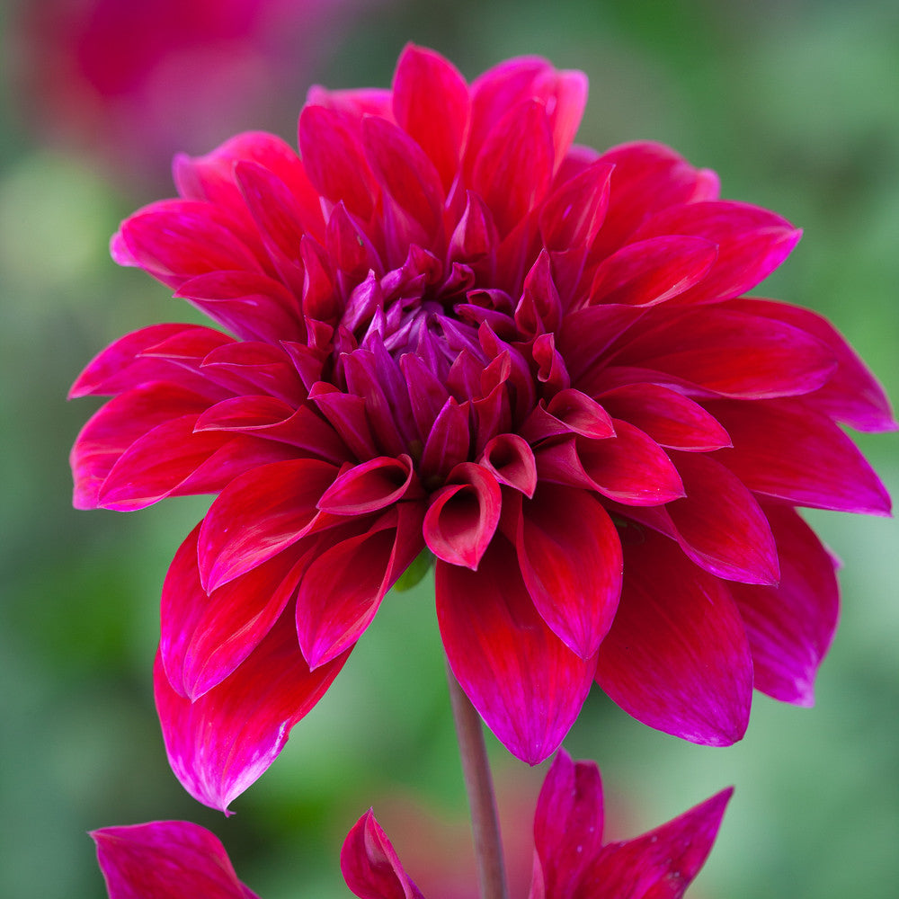 Dahlia 'Babylon Paars'