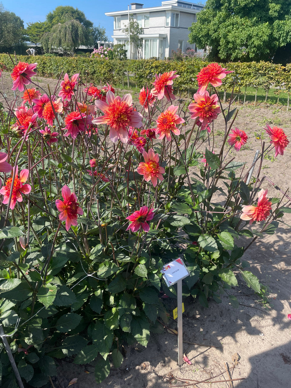 Dahlia 'Lava Glow'