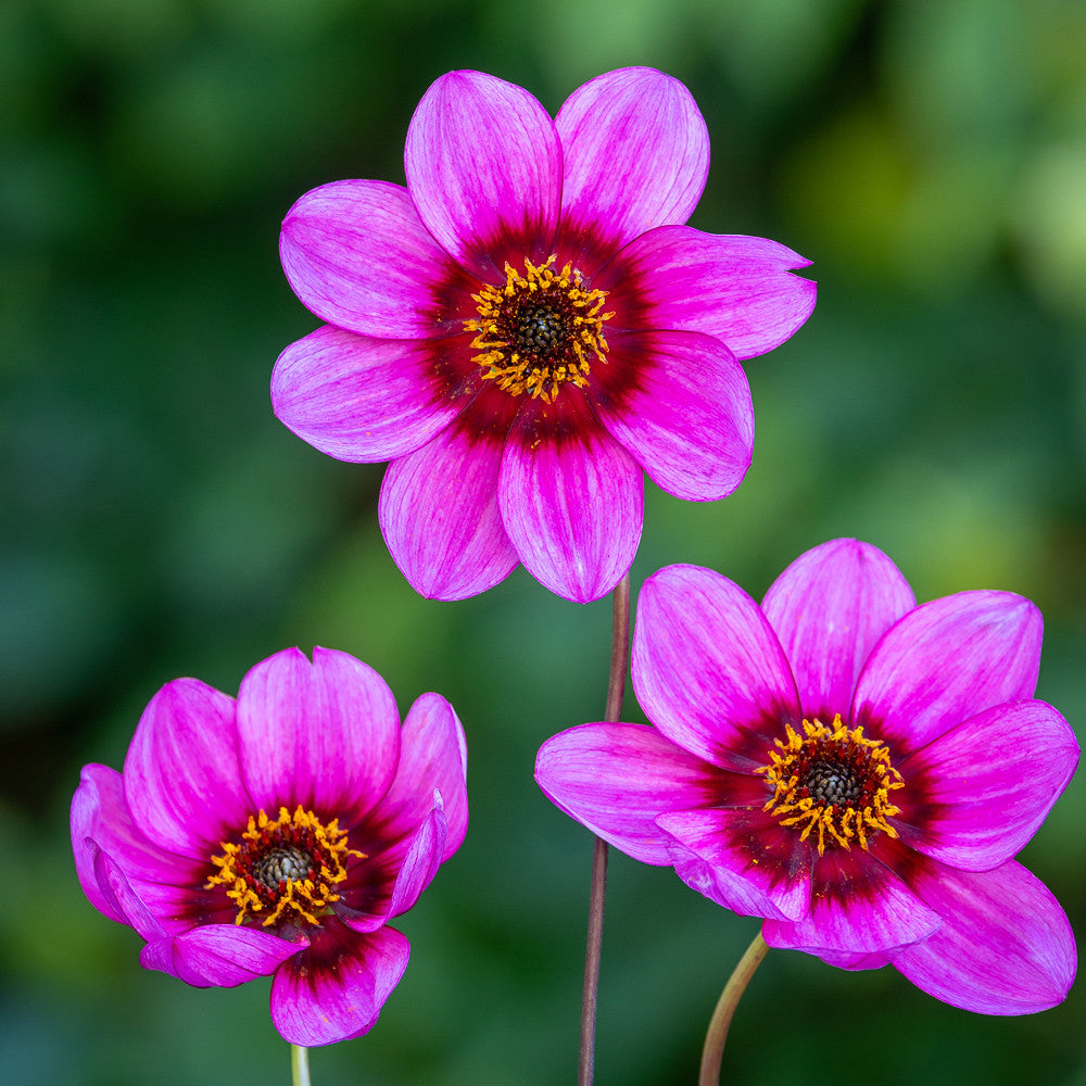 Dahlia 'Ruth's Choice'