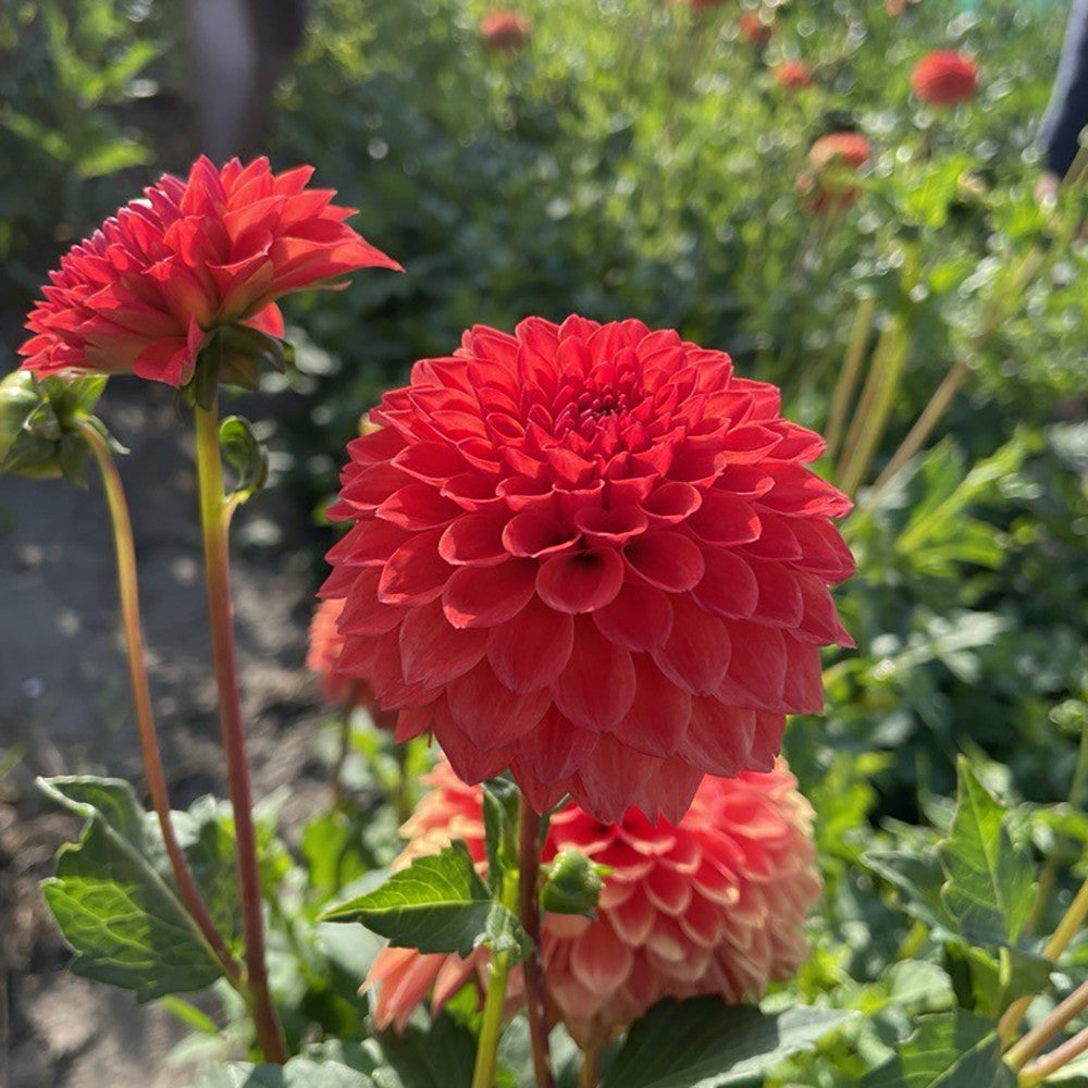 Dahlia 'Safe Shot'