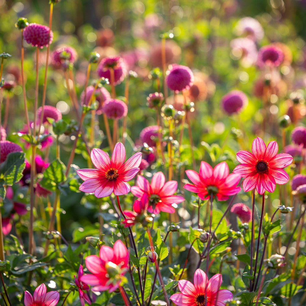 Dancing Border Dahlia Collection