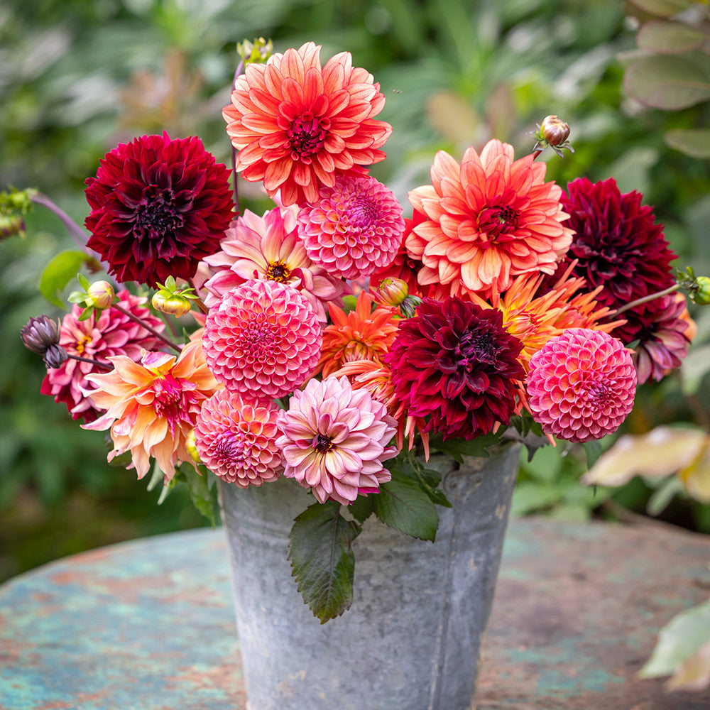 Patrick Grant's Dahlia Collection