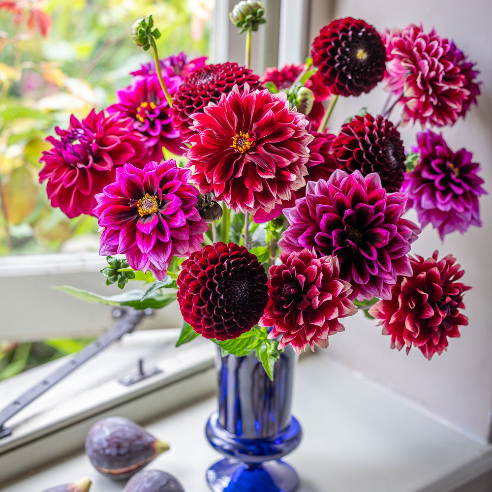 Affogato Dahlia Collection