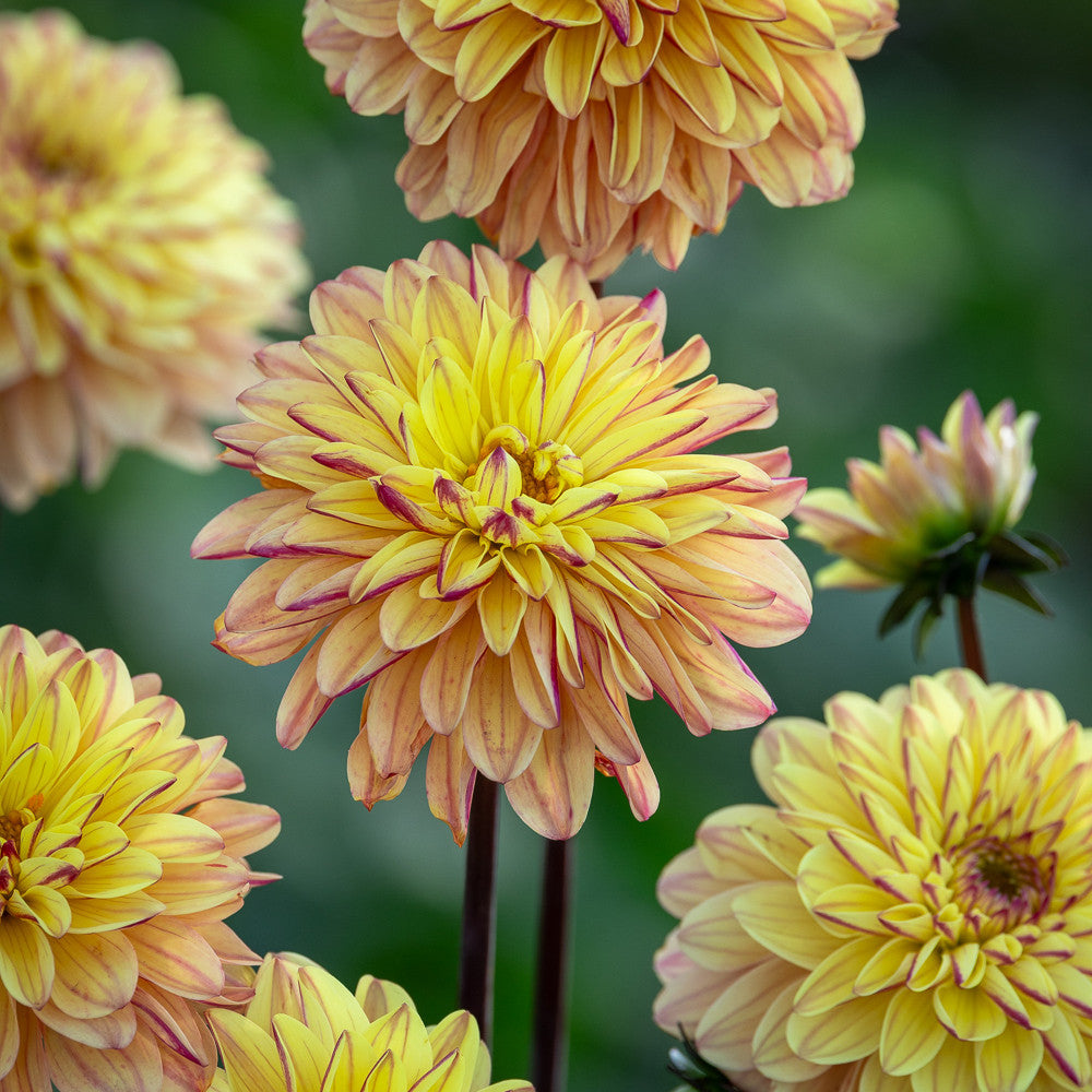 Dahlia 'Gelia'