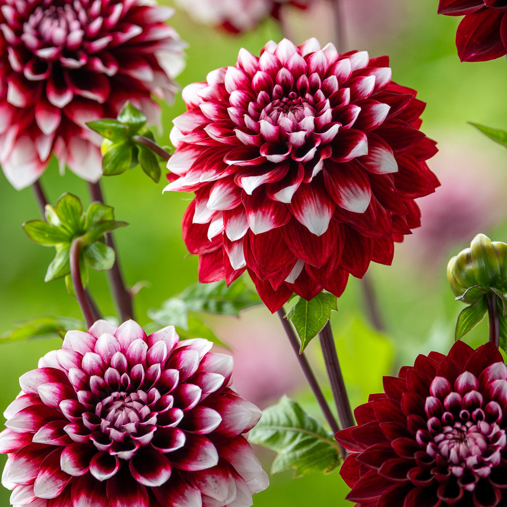Dahlia 'Yara'