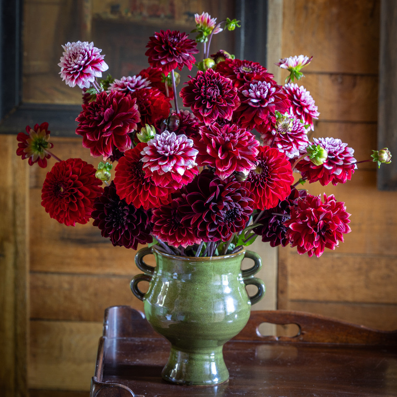 Sissinghurst Richness Dahlia Collection