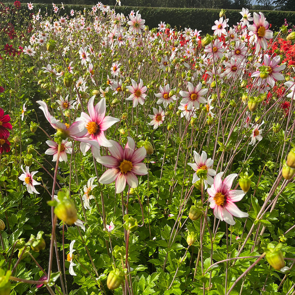 Dahlia 'Felicia'