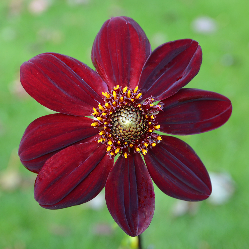 Dahlia 'Nestor'