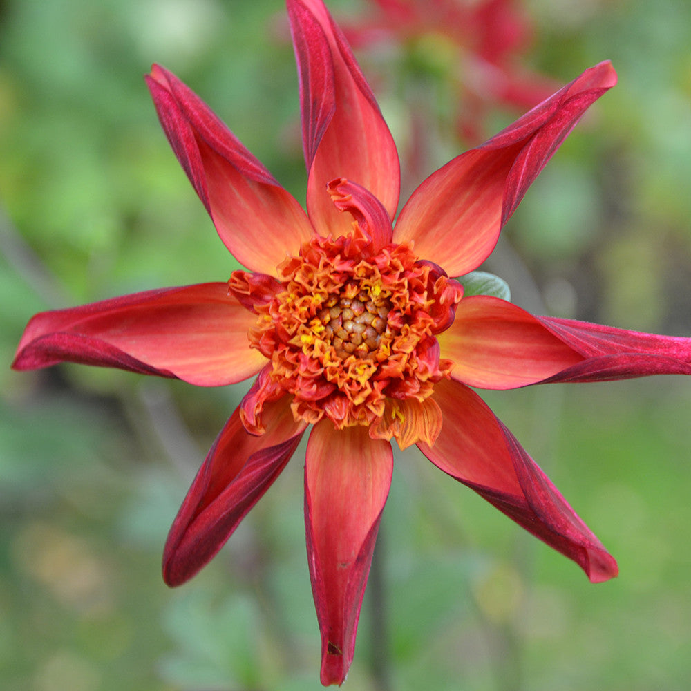 Dahlia 'Red Starfish'