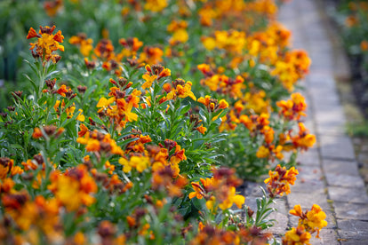 How to plant, grow & care for wallflowers | Sarah Raven
