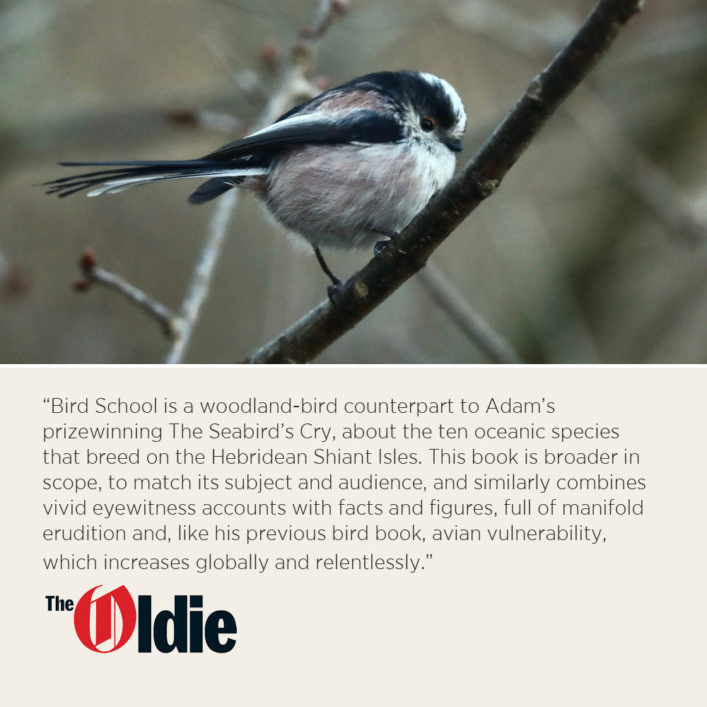 Bird School: A Beginner in the Wood