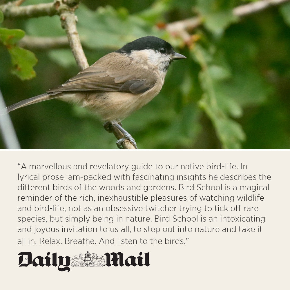 Bird School: A Beginner in the Wood