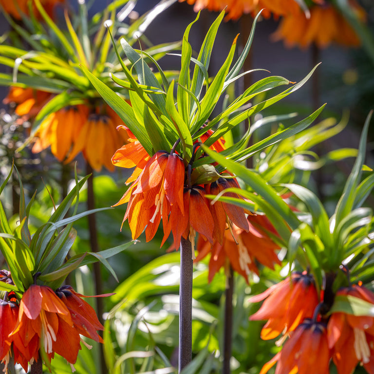 How to plant, grow & care for fritillaries | Sarah Raven