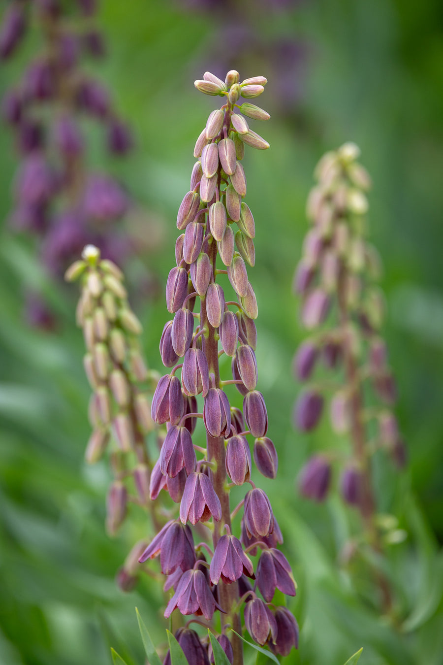 How to plant, grow & care for fritillaries | Sarah Raven